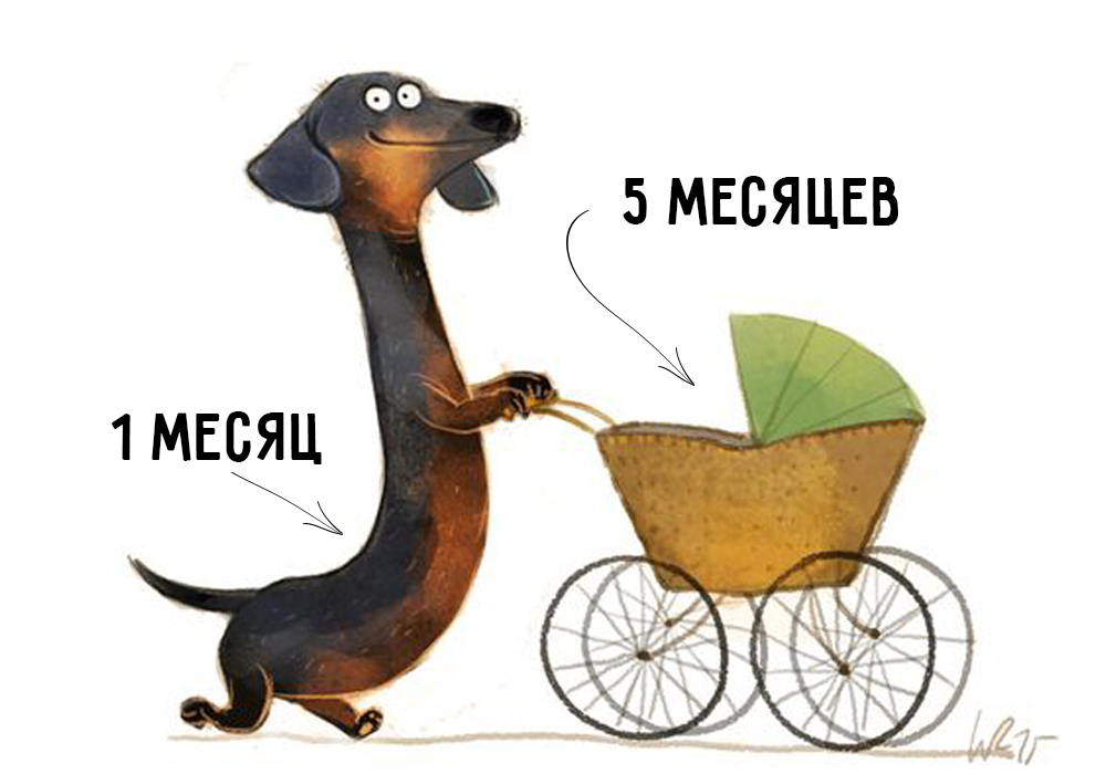 Wie kann man das Alter des Hundes nach menschlichen Standards bestimmen? Возраст собак по человеческим меркам