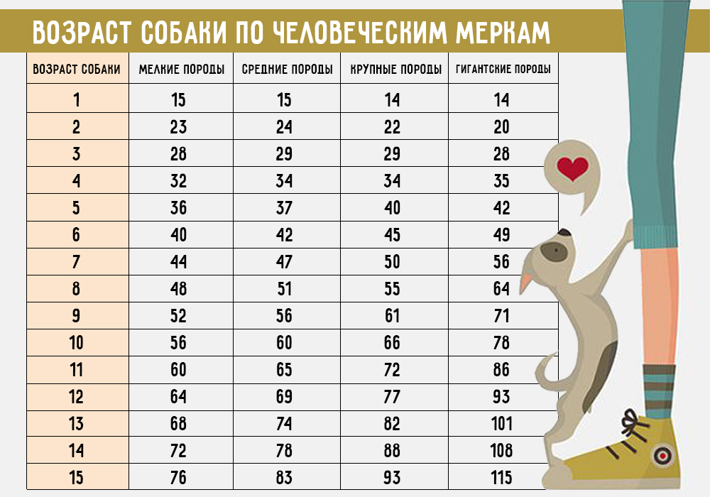 Wie kann man das Alter des Hundes nach menschlichen Standards bestimmen? Возраст собак по человеческим меркам