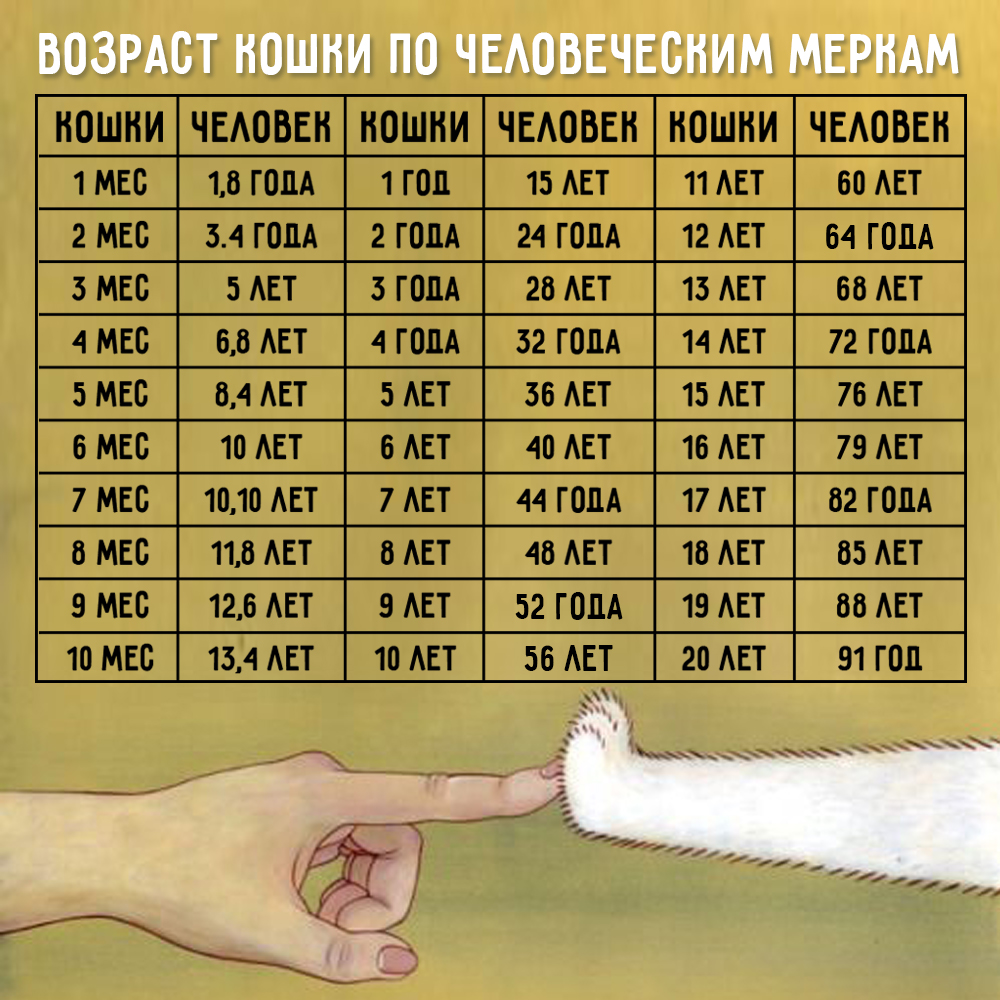 Wie kann man das Alter einer Katze nach menschlichen Standards bestimmen? Возраст кошек по человеческим меркам