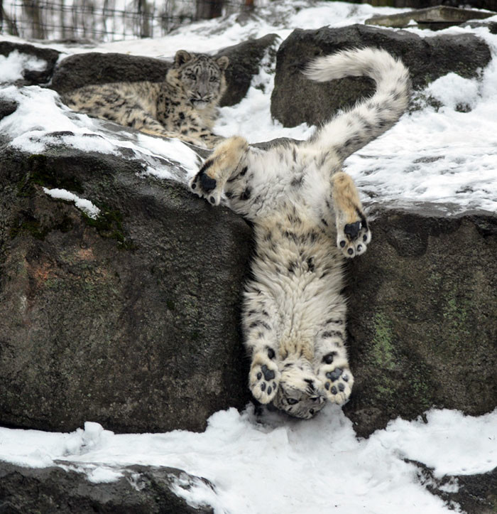 Schneeleoparden sind nicht mehr vom Aussterben bedroht! Снежные барсы