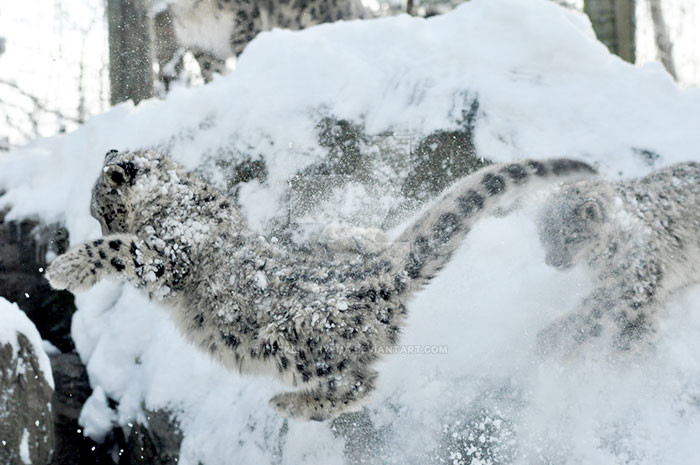 Schneeleoparden sind nicht mehr vom Aussterben bedroht! Снежные барсы