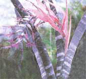 Billbergia große Billbergia Magnifica