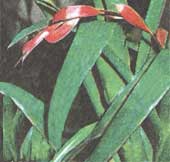 Billbergia zelenotsvetnaya Billbergia viridiflora