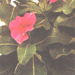 Catharanthus rosa oder rosa Strandschnecke Catharanthus roseus
