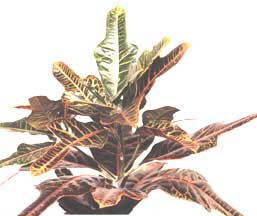Codiaeum (Croton) - Codiaeum