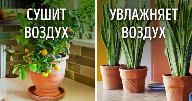 Pflanzen für das perfekte Raumklima Растения для микроклимата