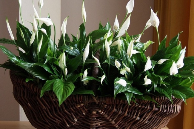 Spathiphyllum (Spathiphyllum) - Pflanzen für das perfekte Mikroklima Спатифиллум (Spathiphyllum) - Растения для микроклимата