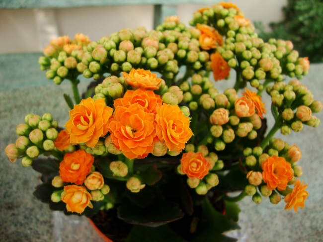 Kalanchoe (Kalanchoe) - Pflanzen für das perfekte Raumklima Каланхоэ (Kalanchoe) - Растения для микроклимата