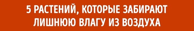 Pflanzen für das perfekte Raumklima Растения для микроклимата