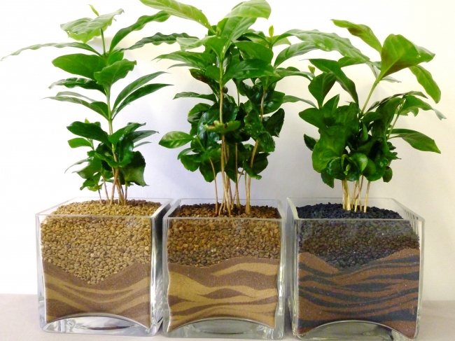 Kaffeebaum (Coffea) - Pflanzen für das perfekte Mikroklima im Haus Кофейное дерево (Coffea) - Растения для микроклимата
