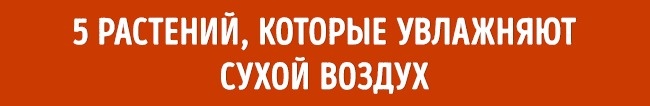 Pflanzen, die die Luft befeuchten Растения для микроклимата