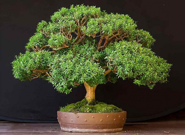 Myrt (Myrtus) - Pflanzen für das perfekte Mikroklima im Haus Мирт (Myrtus) - Растения для микроклимата