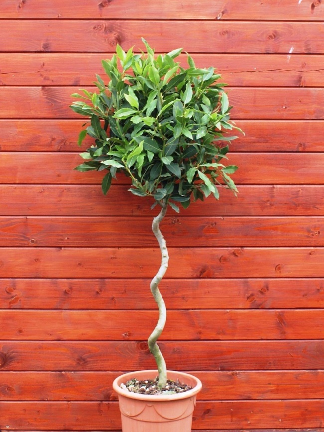 Lorbeer (Laurus nobilis) - Pflanzen für das perfekte Mikroklima Лавр благородный (Laurus nobilis) - Растения для микроклимата