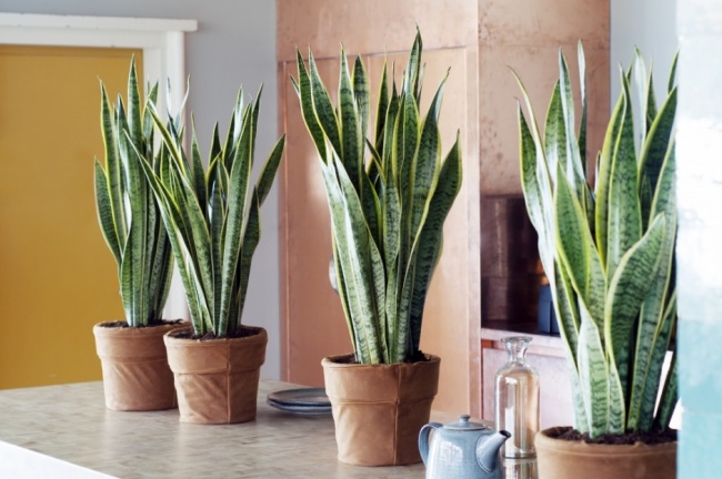 Sansevieria - Pflanzen für das perfekte Mikroklima Сансевиерия (Sansevieria) - Растения для микроклимата