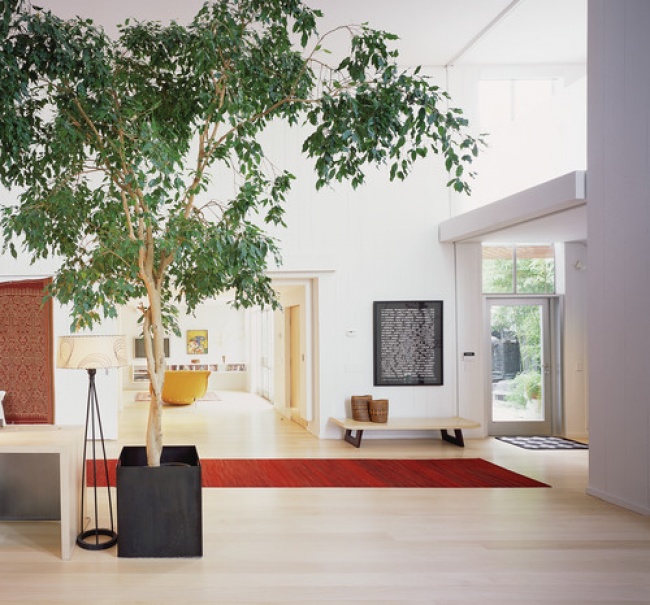 Ficus (Ficus) - Pflanzen für das perfekte Mikroklima im Haus Фикус (Ficus) - Растения для микроклимата