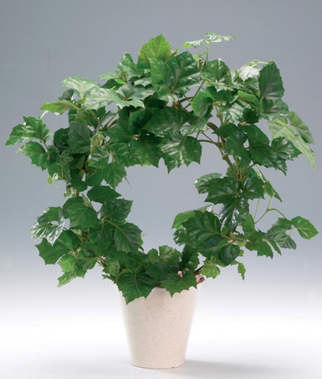 Cissus (Cissus) - Pflanzen für das perfekte Mikroklima im Haus Циссус (Cissus) - Растения для микроклимата