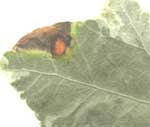 durch die Niederlage des Pilzes Phylosticta (Blattflecken) verursacht Blur