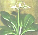 Euharis (Amazon Seerose) - Eucharis
