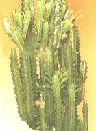 Krupnorogy Spurge - Euphorbia grandicornis