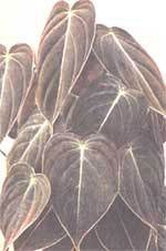 Philodendron schwarz und gold - Philodendron melanochrysum