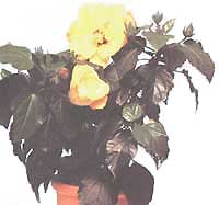 Hibiscus (China Rose) - Hibiscus