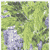 wistaria
