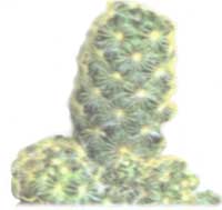 Mammillaria erweitert - Mammilaria elongata
