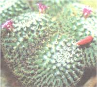 Mammillaria ausgezeichnet - Mammilaria perbella