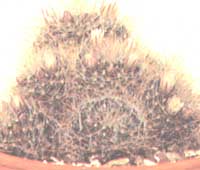 Mammillaria Wild - Mammilaria wildii