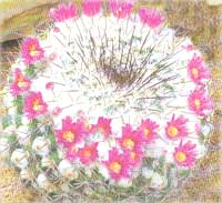 Mammillaria barbed - Mammilaria spinosissima