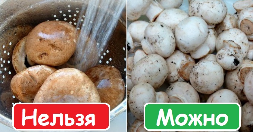 Interessante Fakten über Pilze Польза грибов