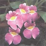 Orchideen (Orchidaceae) - Orchidaceae