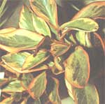 Peperomiya kluzielistnaya - Peperomia clusiaefolia