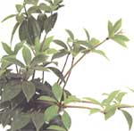 Peperomiya pereskielistnaya - Peperomia pereskiaefolia