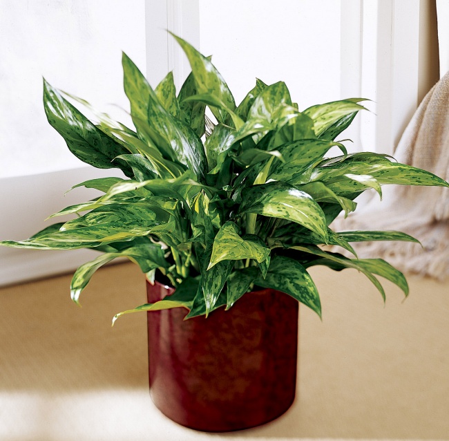 Aglaonema - Heimpflanzen, die selbst in der dunkelsten Ecke überleben können Аглаонема - Растения для темного угла