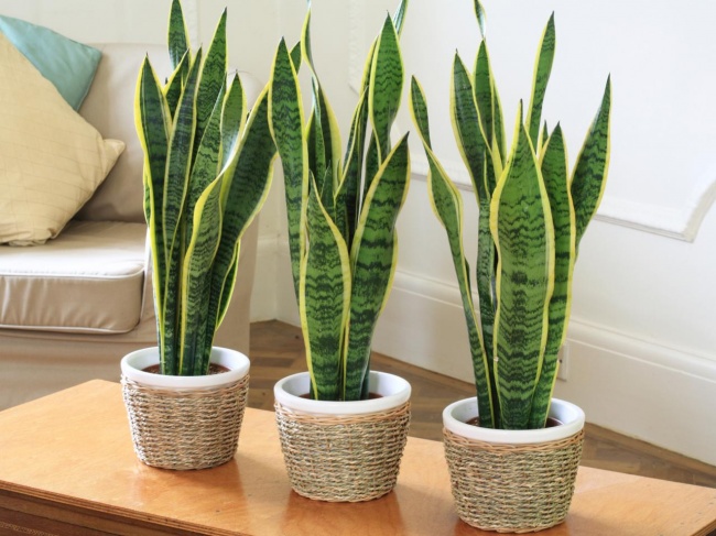 Sansevieria dreispurig - Heimpflanzen, die selbst in der dunkelsten Ecke überleben können Сансевиерия трехполосная - Растения для темного угла