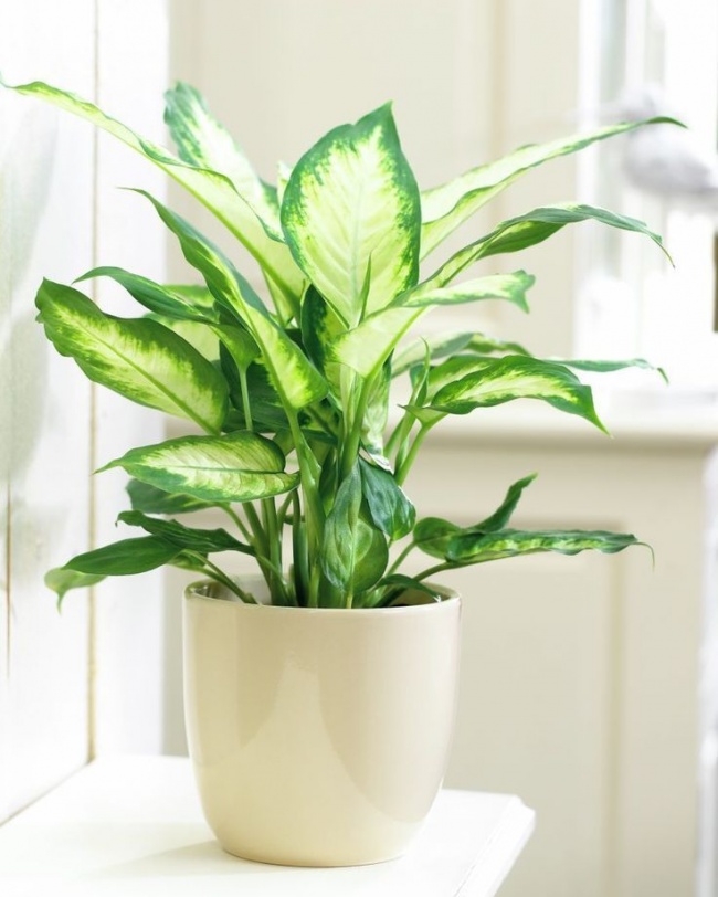Dieffenbachia - Heimpflanzen, die auch in der dunkelsten Ecke überleben können Диффенбахия - Растения для темного угла