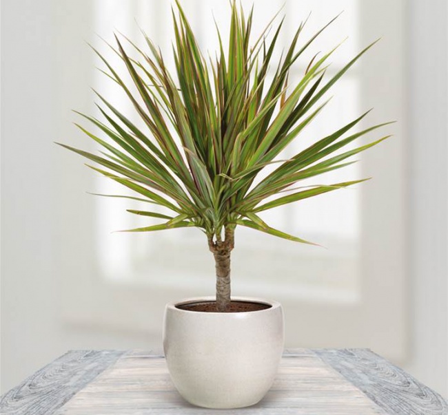 Dracaena marginate - Heimpflanzen, die selbst in der dunkelsten Ecke überleben können Драцена маргината - Растения для темного угла