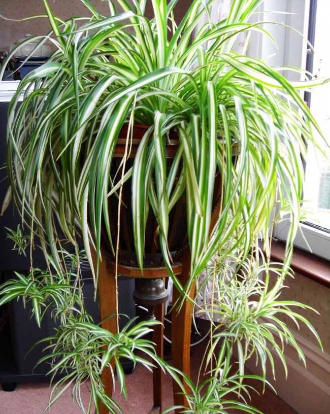 Chlorophytum crested - Hauspflanzen, die auch in der dunkelsten Ecke überleben können Хлорофитум хохлатый - Растения для темного угла