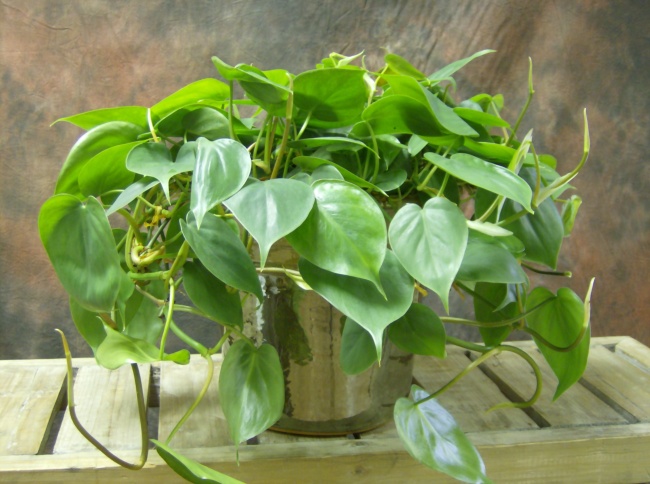 Philodendron herzförmig - Hauspflanzen, die auch in der dunkelsten Ecke überleben können Филодендрон сердцевидный - Растения для темного угла