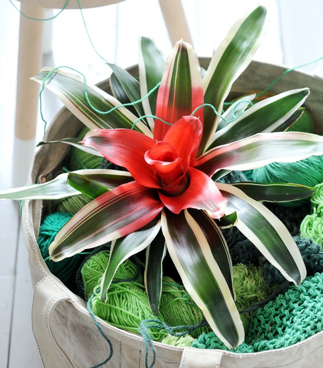 Neoregelia - Heimpflanzen, die selbst in der dunkelsten Ecke überleben können Неорегелия - Растения для темного угла