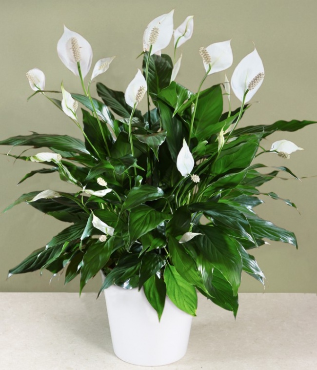 Spathiphyllum - Heimpflanzen, die selbst in der dunkelsten Ecke überleben können Спатифиллум - Растения для темного угла
