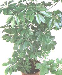Scheffler tree - Schefflera arboricola