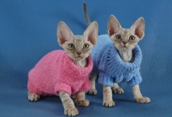 Die Kleidung für die Katzen