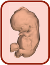 3D-Atlas der Embryonalentwicklung