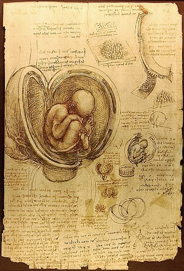 Menschlicher Embryo. Zeichnung von Leonardo da Vinci (c. 1510-1513)