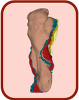 3D-Atlas der Embryonalentwicklung