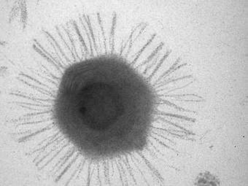 Erstaunliche Virus Fakten