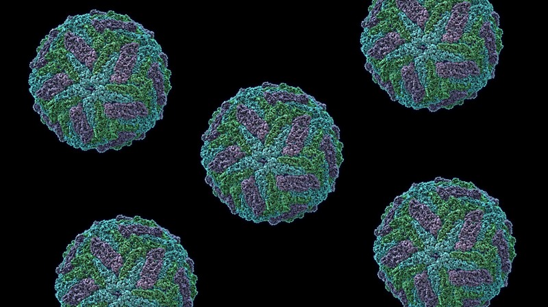 Erstaunliche Virus Fakten