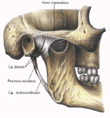 Human Anatomy in Bildern Анатомия человека в картинках